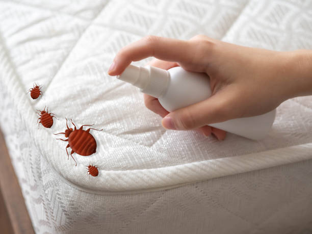 Best Insect Control  in Rshfield Hills, MA