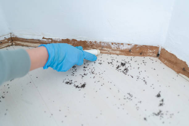 Best Spider Control Near Me  in Rshfield Hills, MA